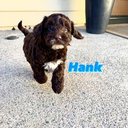 Australian Labradoodle Puppies from Sweet Home Labradoodles