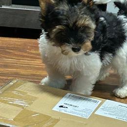 Boy4(1600) - Black tan and white male Biewer Terrier puppy in Douglas, Georgia from Southern Georgia Yorkies and biewers
