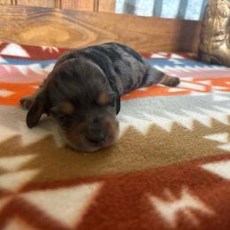 Pink collar - Dapple female Dachshund puppy in Eustis, Florida from K8’s Dachshunds
