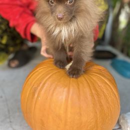 Brownie - Chocolate male Pomeranian puppy in Sout Gate, California from My Heavenly Poms