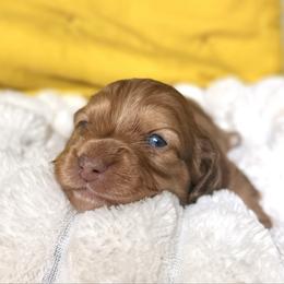 Franklin - Dapple male Dachshund puppy in Austin, Texas from Duchess Daphne's Doxie Empire