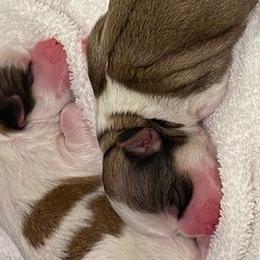 Mal-Shis and Shih Tzus from Wiggle Bottom Shih Tzu/Maltese