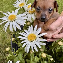 North Star Gem's Daisy - Red female Prague Ratter puppy in Seward, Alaska from North Star Gem’s Prague Ratters