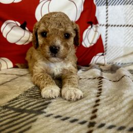 Baby Saja - Apricot male Cavapoo puppy in Goshen, Utah from Perfect Pawzabilities
