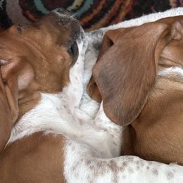 Basset Hounds from Fawn's Bassetts