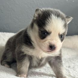 Lunaris - Blue female Pomsky puppy in Boonville, Indiana from Elysian Pomskies