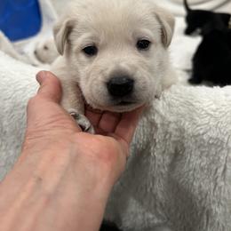Coton de Tulear Puppies from Flourishing Family Farms