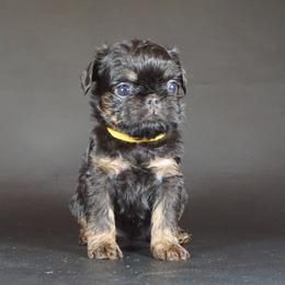 Yellow Collar Girl - Black and tan female Brussels Griffon puppy in Florida from Robin’s Griffons