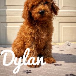 Dylan - Red  male Goldendoodle puppy in Middleton, Idaho from Gem State Doodles