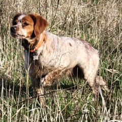 French Brittanys from Staunch Point Kennel