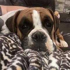Maddie - Boxer