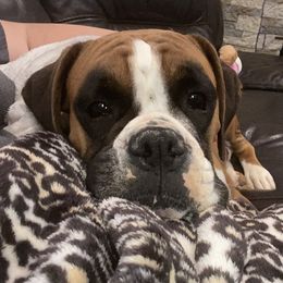 Maddie - Boxer