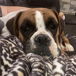 Maddie - Boxer