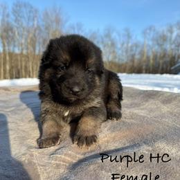Purple HC - Black and silver female German Shepherd puppy in Terra Alta, West Virginia from Shepherd Country Farm and Kennels