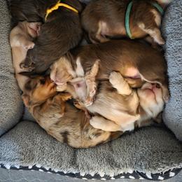 Dachshund puppies from Willow Tree Dachshunds
