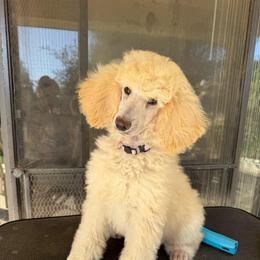 Tani - Apricot female Poodle puppy in Nipomo, California from Central Coast Standard Poodles & Cavaliers