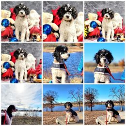 KARYZMA - Parti female Poodle puppy in Depew, Oklahoma from Poodles Perfected