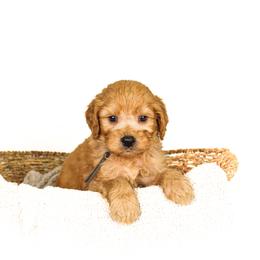 Montana - Red  male Goldendoodle puppy in Cleveland, Georgia from The O.G. Doodles