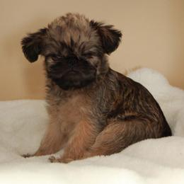 Squatch - Red male Brussels Griffon puppy in Croswell, Michigan from Pine Haven Brussels Griffons LLC