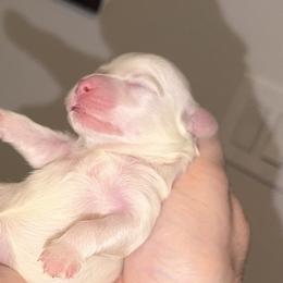 Girl 1 - White and buff female Bichon Frise puppy in Lavon, Texas from Sissy’s Heavenly Paws