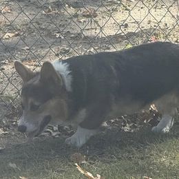 Bluey - Pembroke Welsh Corgi