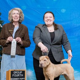 Chinese Shar-Pei from Royal Guard Shar Pei