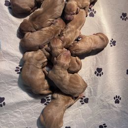 Male 5 - Golden rust male Vizsla puppy in Dugspur, Virginia from Pilgrims Trails Shorthairs