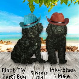 Solid Black Male - Black male Cockapoo puppy in Stayton, Oregon from MoSa Ranch Cockapoos