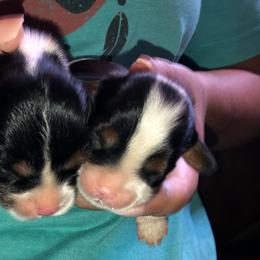 Cavalier King Charles Spaniel Puppies from Mountain Top Cavaliers