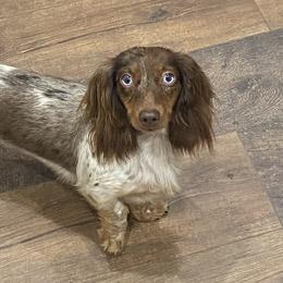 Izzy - Dachshund
