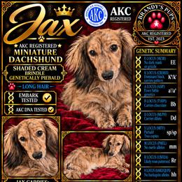 Jax - Dachshund