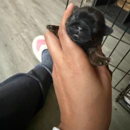 Bonnie - Sable female Shih Tzu puppy in Bastrop, Louisiana from Happy Scout's Shih Tzu's
