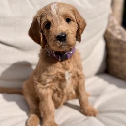Cornell - Apricot female Goldendoodle puppy in Silverdale, Washington from King Family Doodles