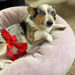 Pembroke Welsh Corgi puppies from CorgiholicsAz