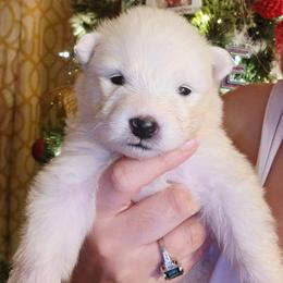 Blue - White and biscuit male Samoyed puppy in San Antonio, Texas from Hill Country Samoyeds