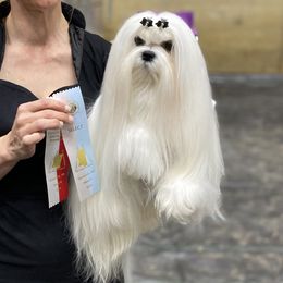 Paisley - Maltese