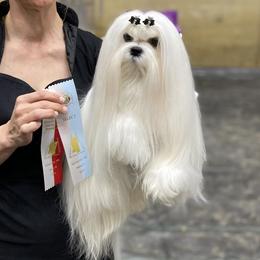 Paisley - Maltese