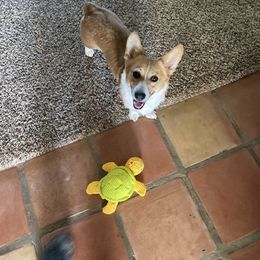 Karen - Pembroke Welsh Corgi