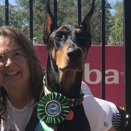 Dalton - Doberman Pinscher