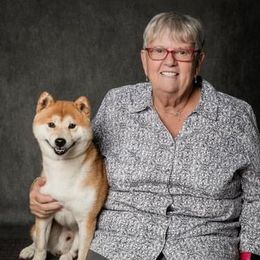 Blaze - Shiba Inu