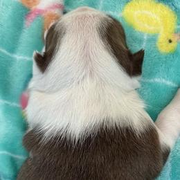 Boston Terriers from Xavier's Uncanny Boston Terriers