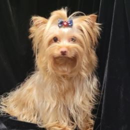 Honey - Yorkshire Terrier