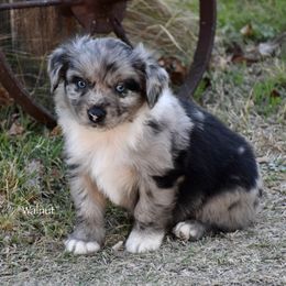 Walnut - Blue merle male Miniature Australian Shepherd puppy in Evant, Texas from Lazy VT Bar Ranch