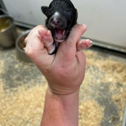 Blue - Black and white male Shetland Sheepdog puppy in Fontanelle, Iowa from Jensen Farms Shelties