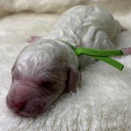 Leppy aka Leprechaun - Parti male Goldendoodle puppy in Cleveland, Georgia from The O.G. Doodles