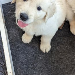 Golden Retriever Puppies from Sandy's Golden Pups