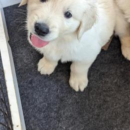 Golden Retriever Puppies from Sandy's Golden Pups