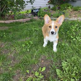 Pembroke Welsh Corgis from Sweet Tooth Companions