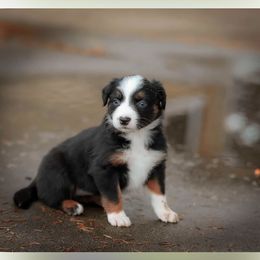 Dot - Black tri-color female Australian Shepherd puppy in Niles, Michigan from Tara's Australian Shepherds