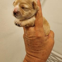 Maltipoo Puppies from Sunset Farm